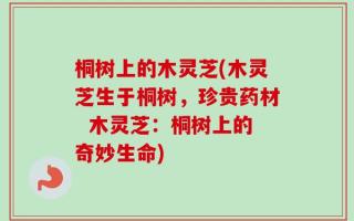桐树上的木灵芝(木灵芝生于桐树，珍贵药材  木灵芝：桐树上的奇妙生命)