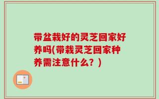 带盆栽好的灵芝回家好养吗(带栽灵芝回家种养需注意什么？)