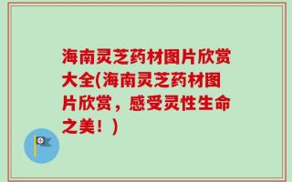 海南灵芝药材图片欣赏大全(海南灵芝药材图片欣赏，感受灵性生命之美！)