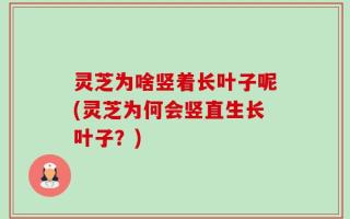 灵芝为啥竖着长叶子呢(灵芝为何会竖直生长叶子？)