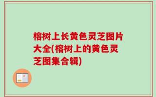 榕树上长黄色灵芝图片大全(榕树上的黄色灵芝图集合辑)