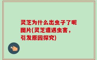 灵芝为什么出虫子了呢图片(灵芝遭遇虫害，引发原因探究)