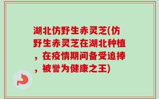 湖北仿野生赤灵芝(仿野生赤灵芝在湖北种植，在疫情期间备受追捧，被誉为健康之王)