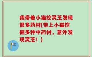 我带着小猫挖灵芝发现很多药材(带上小猫挖掘多种中药材，意外发现灵芝！)