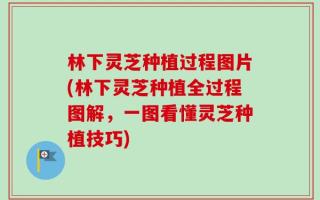 林下灵芝种植过程图片(林下灵芝种植全过程图解，一图看懂灵芝种植技巧)