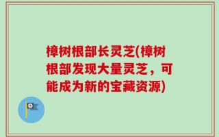樟树根部长灵芝(樟树根部发现大量灵芝，可能成为新的宝藏资源)