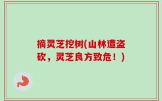 摘灵芝挖树(山林遭盗砍，灵芝良方致危！)