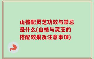 山楂配灵芝功效与禁忌是什么(山楂与灵芝的搭配效果及注意事项)