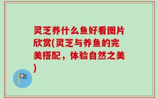 灵芝养什么鱼好看图片欣赏(灵芝与养鱼的完美搭配，体验自然之美)