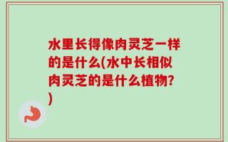 水里长得像肉灵芝一样的是什么(水中长相似肉灵芝的是什么植物？)