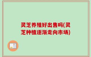 灵芝养殖好出售吗(灵芝种植逐渐走向市场)
