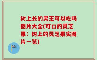 树上长的灵芝可以吃吗图片大全(可口的灵芝果：树上的灵芝果实图片一览)