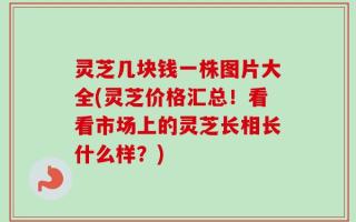 灵芝几块钱一株图片大全(灵芝价格汇总！看看市场上的灵芝长相长什么样？)