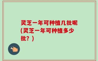 灵芝一年可种植几批呢(灵芝一年可种植多少批？)