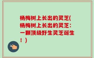 杨梅树上长出的灵芝(杨梅树上长出的灵芝：一颗顶级野生灵芝诞生！)