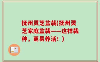 抚州灵芝盆栽(抚州灵芝家庭盆栽——这样栽种，更易养活！)
