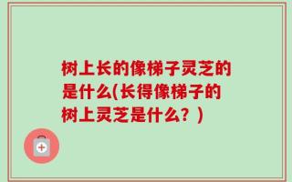 树上长的像梯子灵芝的是什么(长得像梯子的树上灵芝是什么？)