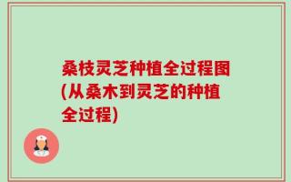 桑枝灵芝种植全过程图(从桑木到灵芝的种植全过程)
