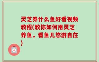 灵芝养什么鱼好看视频教程(教你如何用灵芝养鱼，看鱼儿悠游自在)