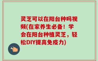 灵芝可以在阳台种吗视频(在家养生必备！学会在阳台种植灵芝，轻松DIY提高免疫力)