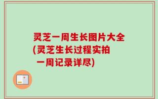 灵芝一周生长图片大全(灵芝生长过程实拍  一周记录详尽)
