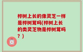 桦树上长的像灵芝一样是桦树茸吗(桦树上长的类灵芝物是桦树茸吗？)