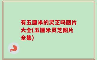 有五厘米的灵芝吗图片大全(五厘米灵芝图片全集)