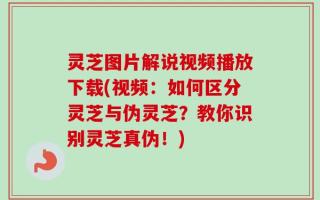 灵芝图片解说视频播放下载(视频：如何区分灵芝与伪灵芝？教你识别灵芝真伪！)