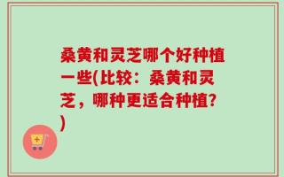 桑黄和灵芝哪个好种植一些(比较：桑黄和灵芝，哪种更适合种植？)