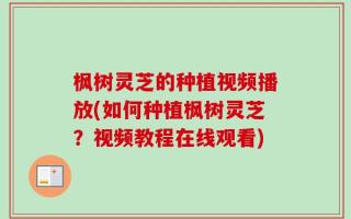 枫树灵芝的种植视频播放(如何种植枫树灵芝？视频教程在线观看)
