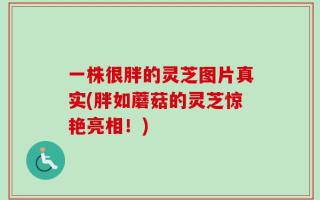 一株很胖的灵芝图片真实(胖如蘑菇的灵芝惊艳亮相！)