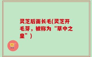 灵芝后面长毛(灵芝开毛芽，被称为“草中之皇”)