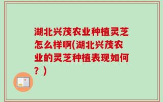 湖北兴茂农业种植灵芝怎么样啊(湖北兴茂农业的灵芝种植表现如何？)