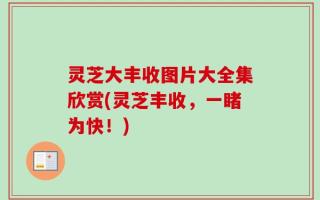灵芝大丰收图片大全集欣赏(灵芝丰收，一睹为快！)