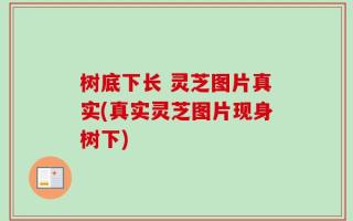 树底下长 灵芝图片真实(真实灵芝图片现身树下)