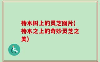 椿木树上的灵芝图片(椿木之上的奇妙灵芝之美)