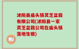 沭阳县庙头镇灵芝盆栽有限公司(沭阳县一家灵芝盆栽公司在庙头镇落地生根)