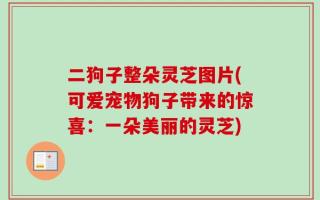二狗子整朵灵芝图片(可爱宠物狗子带来的惊喜：一朵美丽的灵芝)