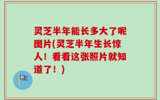 灵芝半年能长多大了呢图片(灵芝半年生长惊人！看看这张照片就知道了！)