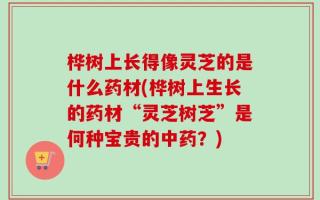 桦树上长得像灵芝的是什么药材(桦树上生长的药材“灵芝树芝”是何种宝贵的中药？)