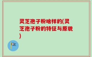灵芝孢子粉啥样的(灵芝孢子粉的特征与原貌)