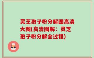灵芝孢子粉分解图高清大图(高清图解：灵芝孢子粉分解全过程)