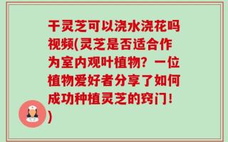 干灵芝可以浇水浇花吗视频(灵芝是否适合作为室内观叶植物？一位植物爱好者分享了如何成功种植灵芝的窍门！)