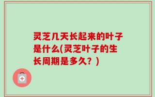 灵芝几天长起来的叶子是什么(灵芝叶子的生长周期是多久？)