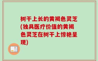 树干上长的黄褐色灵芝(独具医疗价值的黄褐色灵芝在树干上惊艳呈现)