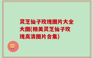 灵芝仙子玫瑰图片大全大图(精美灵芝仙子玫瑰高清图片合集)