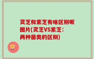 灵芝和紫芝有啥区别呢图片(灵芝VS紫芝：两种菌类的区别)