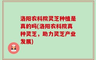 洛阳农科院灵芝种植是真的吗(洛阳农科院真种灵芝，助力灵芝产业发展)