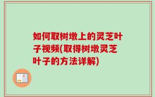 如何取树墩上的灵芝叶子视频(取得树墩灵芝叶子的方法详解)