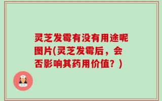 灵芝发霉有没有用途呢图片(灵芝发霉后，会否影响其药用价值？)